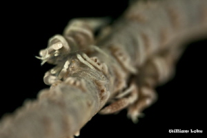 Whip Coral Shrimps by William Loke 